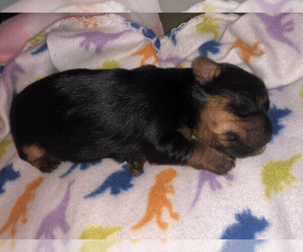 Medium Photo #1 Yorkshire Terrier Puppy For Sale in BAYWOOD PARK, CA, USA