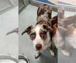 Small Australian Shepherd Mix