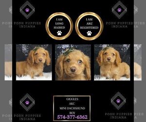 Dachshund Puppy for sale in WARSAW, IN, USA