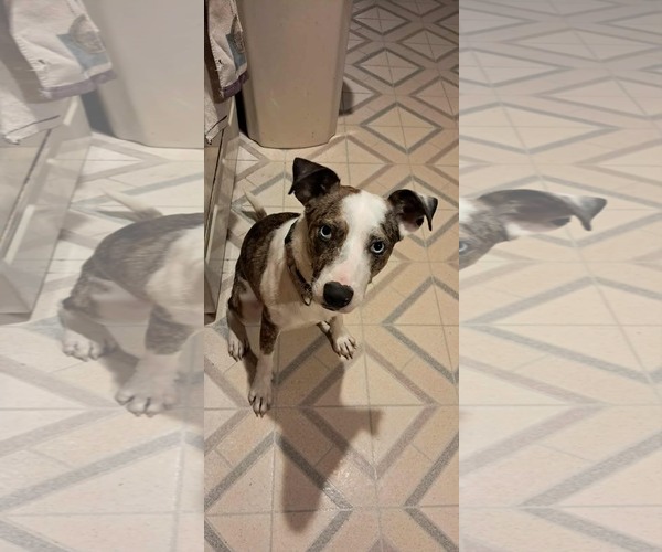 Medium Photo #3 Catahoula Leopard Dog-Unknown Mix Puppy For Sale in pomfret, CT, USA