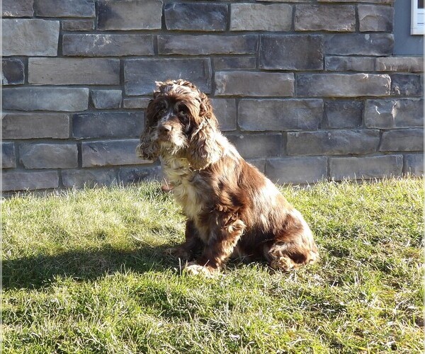 Medium Photo #1 Cockapoo (Miniature) Puppy For Sale in WOOSTER, OH, USA
