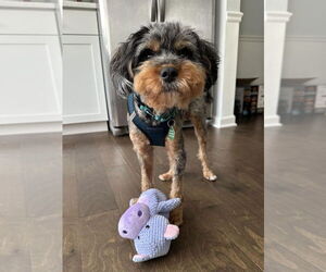 Australian Terrier-Unknown Mix Dogs for adoption in Arlington, VA, USA