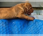 Small Photo #5 Dogue de Bordeaux Puppy For Sale in MONROE, GA, USA
