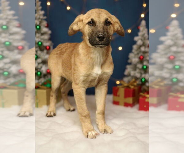 Medium Photo #3 Mutt Puppy For Sale in Royal Palm Beach, FL, USA