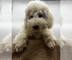 ShihPoo Puppy for sale in MUNDELEIN, IL, USA