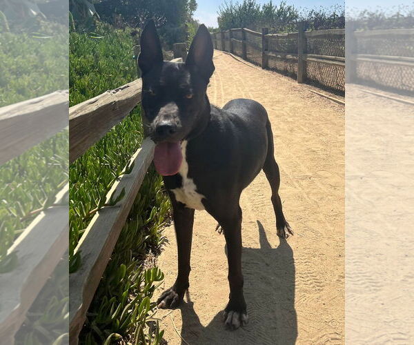 Medium Photo #11 American Pit Bull Terrier-American Staffordshire Terrier Mix Puppy For Sale in Corona, CA, USA