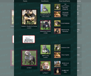 Mother of the American Bully puppies born on 03/04/2025
