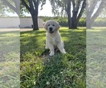 Puppy Hunter Golden Retriever