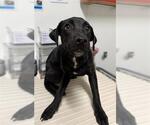 Small Labrador Retriever