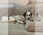 Small Photo #1 Dalmatian-Labrador Retriever Mix Puppy For Sale in ANTIOCH, CA, USA