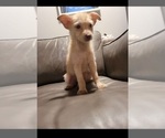 Puppy 4 Pomsky-Poodle (Miniature) Mix