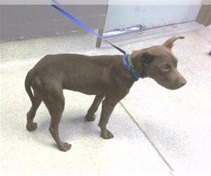 Labrador Retriever-Unknown Mix Dogs for adoption in Tallahassee, FL, USA