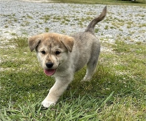 Goberian Puppy for sale in VIRGINIA BEACH, VA, USA