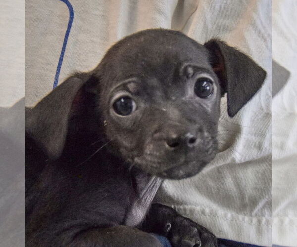 Medium Photo #5 Chiweenie Puppy For Sale in Huntley, IL, USA