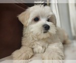 Small Photo #2 Maltese Puppy For Sale in WEST PALM BEACH, FL, USA