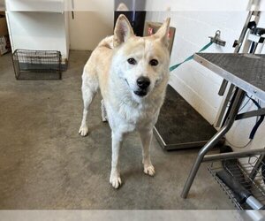 Akita-Huskies  Mix Dogs for adoption in Corona, CA, USA