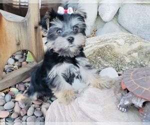 Yorkshire Terrier Puppy for sale in SANTA CLARITA, CA, USA