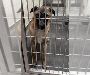 German Shepherd Dog-Unknown Mix Dogs for adoption in Upland, CA, USA