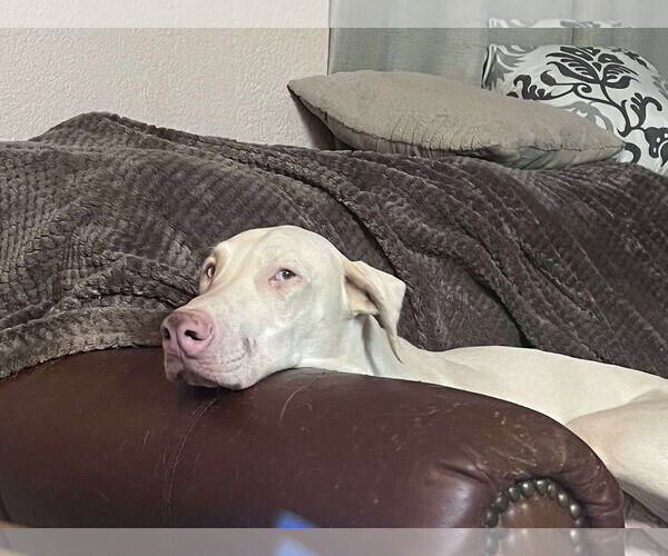 Medium Photo #15 Doberman Pinscher Puppy For Sale in Buffalo, MN, USA