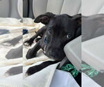 Small #4 American Pit Bull Terrier-Labrador Retriever Mix