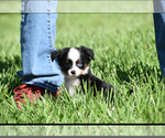 Small #4 Miniature Australian Shepherd