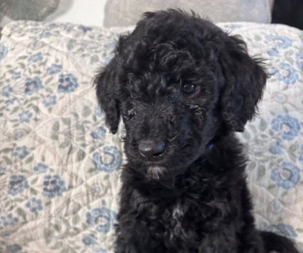 Medium Photo #2 Schnoodle (Giant) Puppy For Sale in ANDERSON, CA, USA