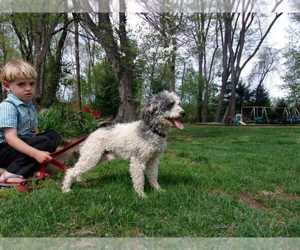 Medium Photo #1 Goldendoodle (Miniature) Puppy For Sale in MILLERSBURG, PA, USA