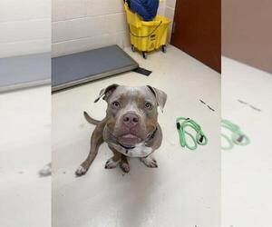 American Pit Bull Terrier Dogs for adoption in Center Township, PA, USA