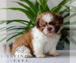 Small #1 Shih Tzu