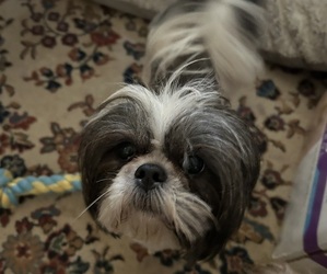 Father of the Shih Tzu puppies born on 06/02/2025