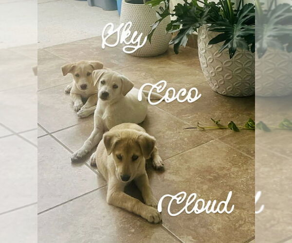 Medium Photo #3 Labrador Retriever-Unknown Mix Puppy For Sale in Jefferson, NJ, USA