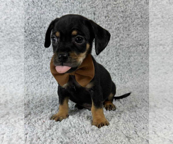 Medium Photo #3 Chihuahua-Unknown Mix Puppy For Sale in Grafton, WI, USA