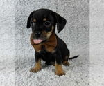Small #2 Chihuahua Mix