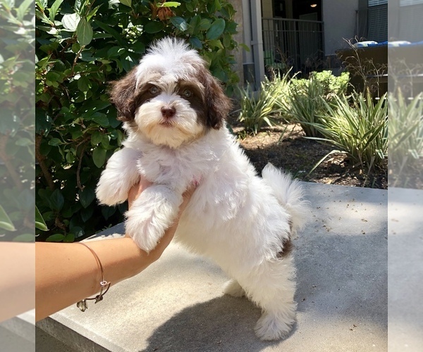 Medium Photo #8 Havanese Puppy For Sale in HOUSTON, TX, USA