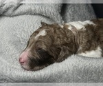 Small #2 Goldendoodle