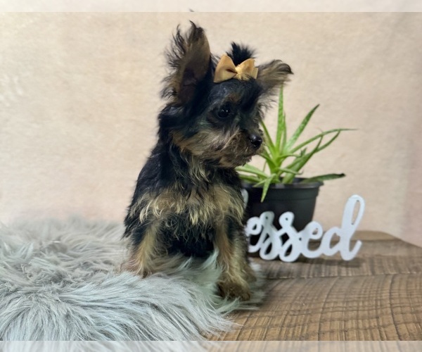 Medium Photo #3 YorkiePoo Puppy For Sale in NAPPANEE, IN, USA