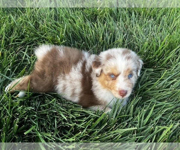Medium Photo #5 Australian Shepherd Puppy For Sale in RICHMOND, KY, USA