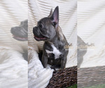 Small Photo #18 French Bulldog Puppy For Sale in BRYAN, TX, USA