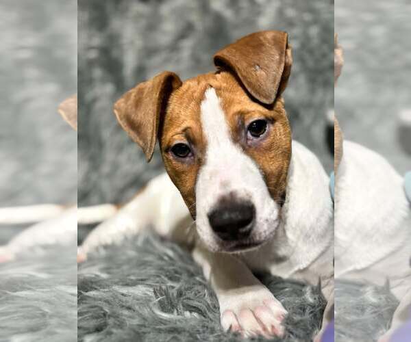 Medium Photo #5 American Pit Bull Terrier-Labrador Retriever Mix Puppy For Sale in SHERBURNE, NY, USA
