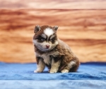 Small #2 Pomsky