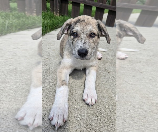 Medium Photo #1 Aussie Pyrenees Puppy For Sale in Genesee, WI, USA