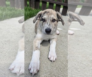 Aussie Pyrenees Dogs for adoption in Genesee, WI, USA