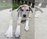 Small Aussie Pyrenees