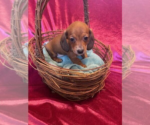 Medium Photo #1 Dachshund Puppy For Sale in JACKSON, NJ, USA