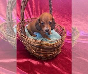 Dachshund Puppy for sale in JACKSON, NJ, USA
