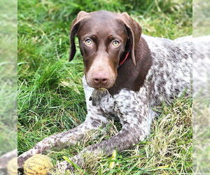German Shorthaired Pointer Dogs for adoption in Menlo Park, CA, USA
