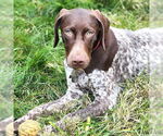 Small German Shorthaired Pointer