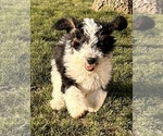 Small Photo #2 Miniature Bernedoodle Puppy For Sale in LONGMONT, CO, USA