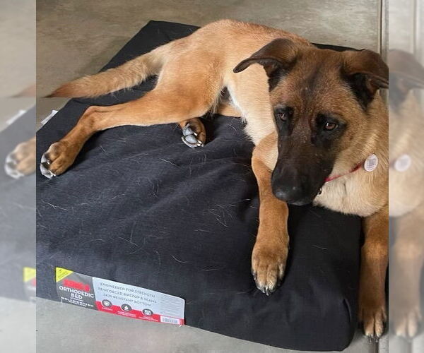 Medium Photo #4 German Shepherd Dog-Unknown Mix Puppy For Sale in Dana Point, CA, USA