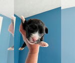 Small #2 Mutt